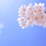 お花見はコロナウィルスでも野外で風通しいいから大丈夫なの？自粛すべき？